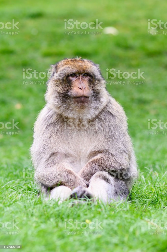 Detail Gambar Monyet Duduk Nomer 3