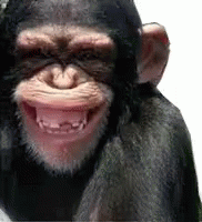 Gambar Monyet Gerak - KibrisPDR
