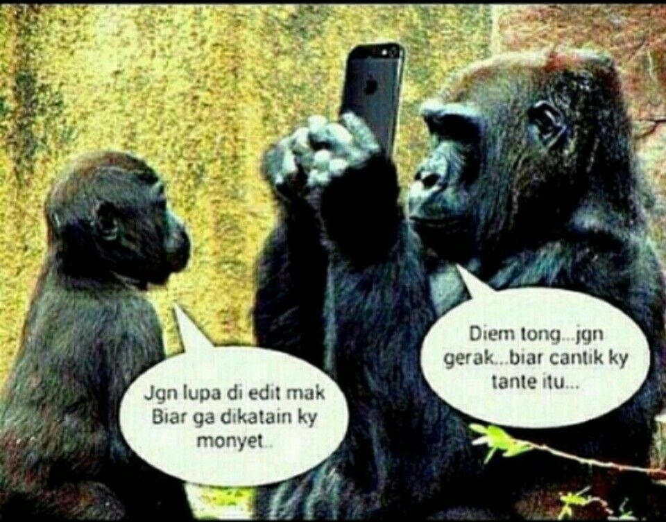 Detail Gambar Monyet Gerak Nomer 26