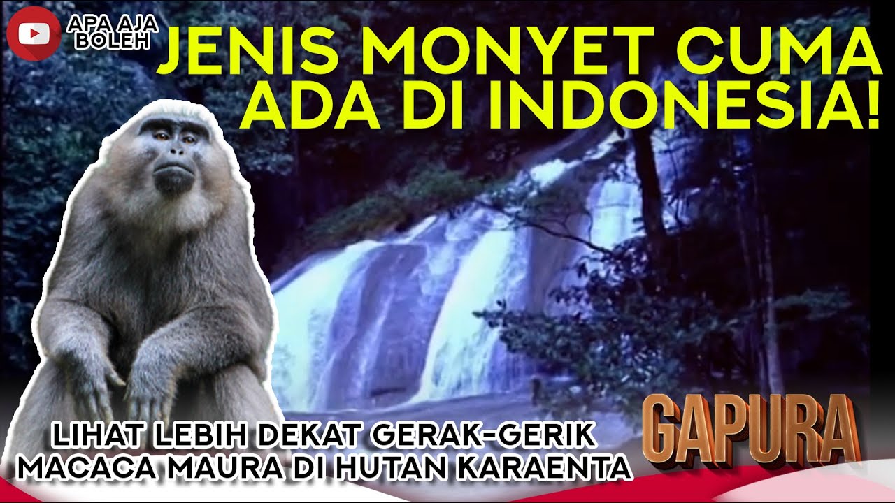 Detail Gambar Monyet Gerak Nomer 36