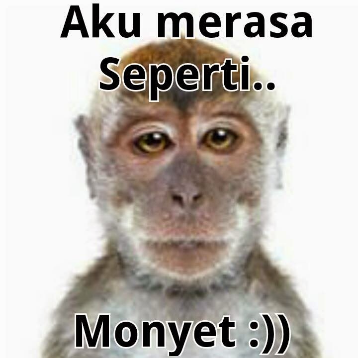 Detail Gambar Monyet Gokil Nomer 6