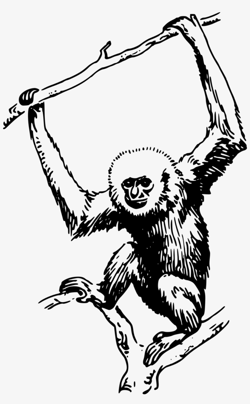 Detail Gambar Monyet Hitam Putih Nomer 4