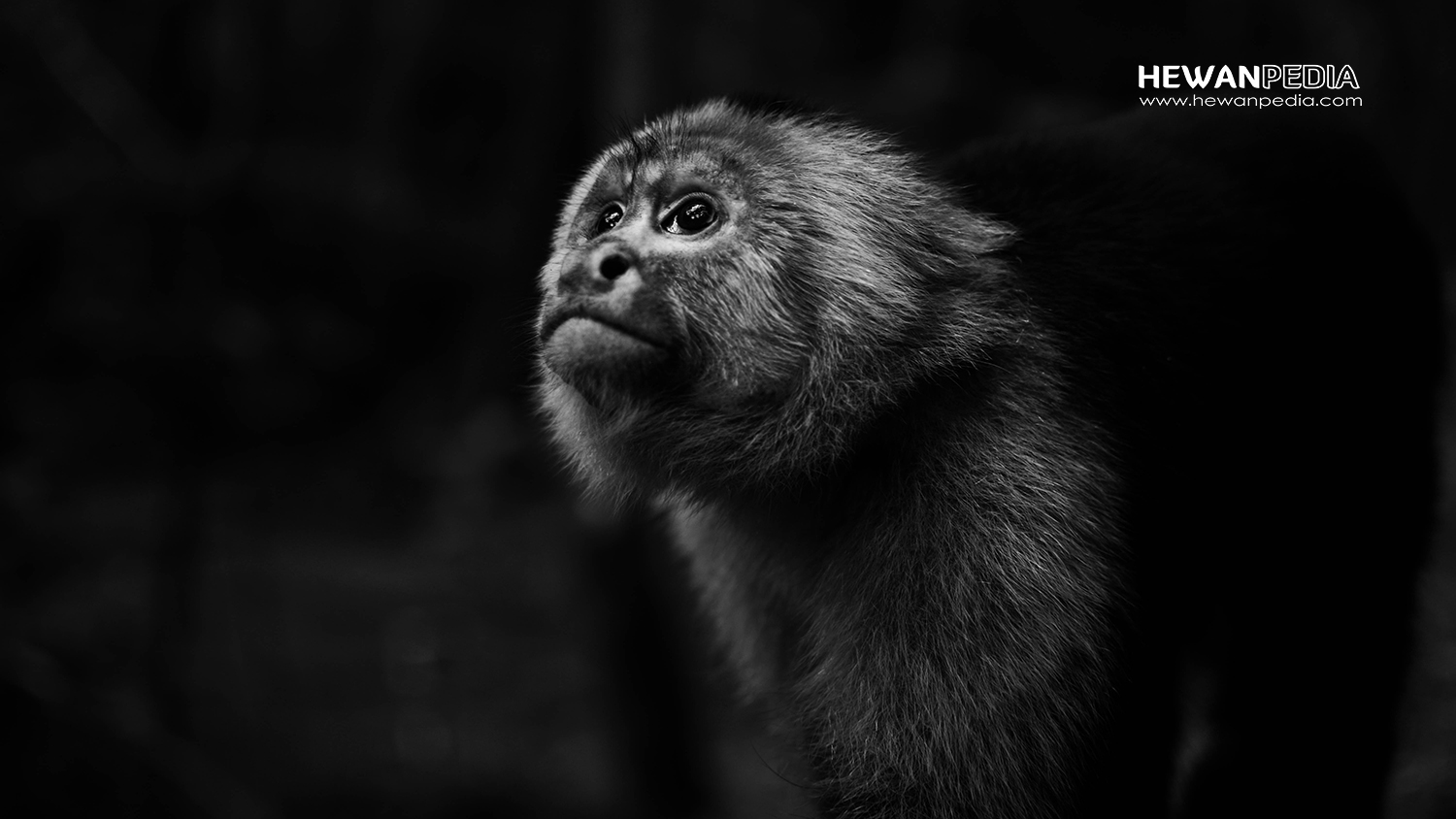 Detail Gambar Monyet Hitam Putih Nomer 40