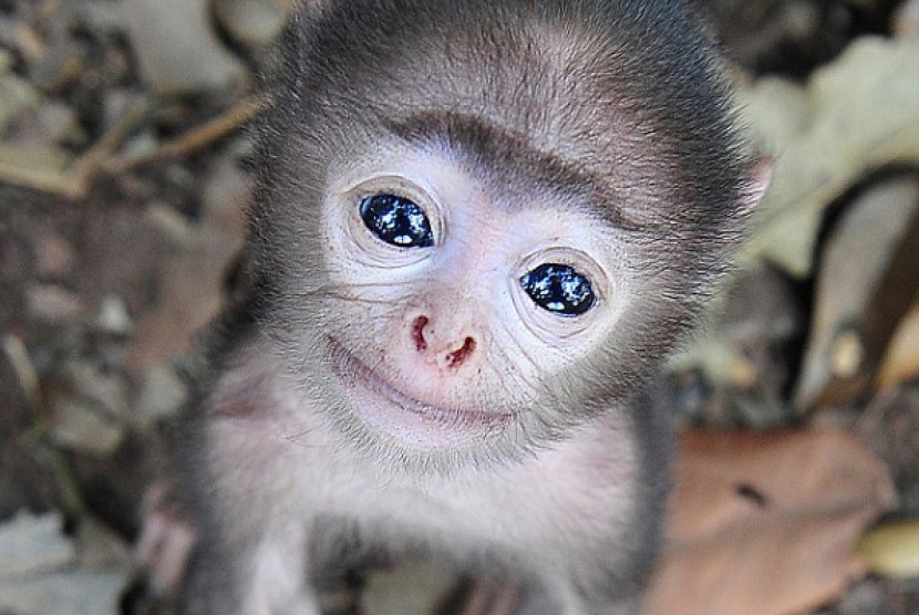 Gambar Monyet Imut - KibrisPDR