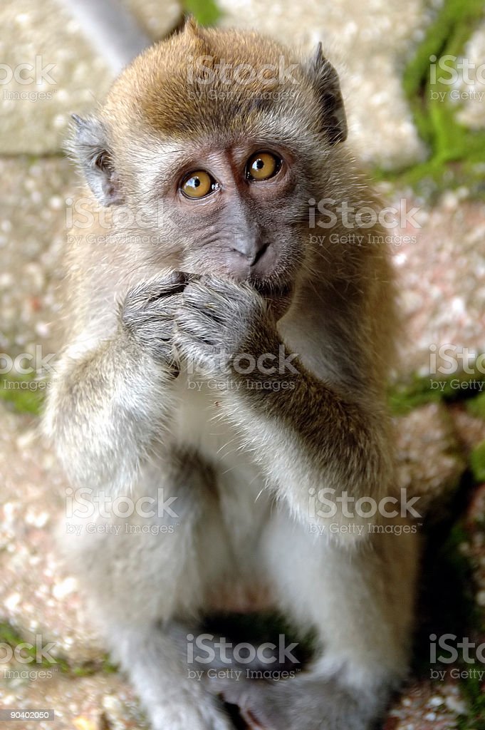 Detail Gambar Monyet Imut Nomer 12