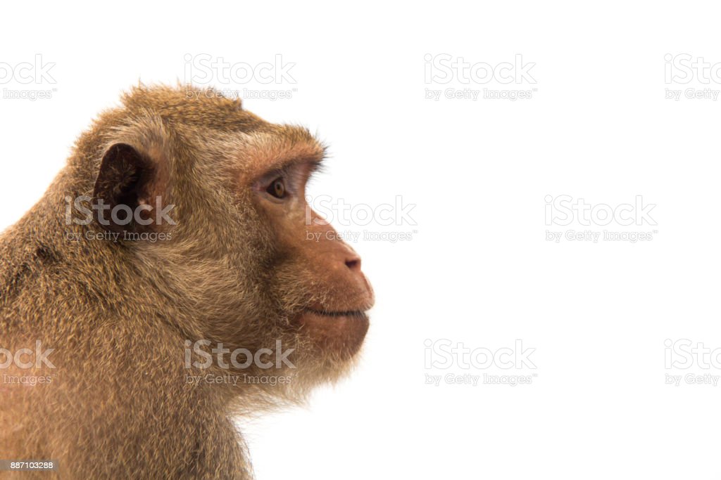 Detail Gambar Monyet Imut Nomer 46
