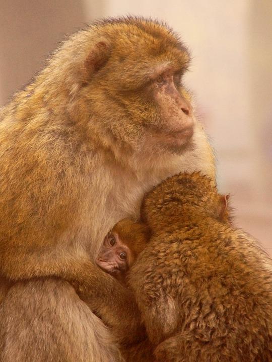 Detail Gambar Monyet Imut Nomer 53