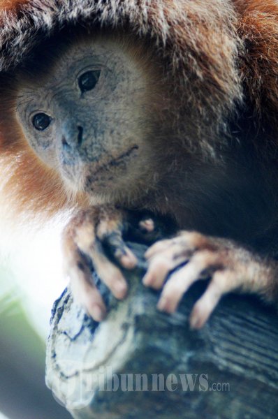 Detail Gambar Monyet Imut Nomer 54
