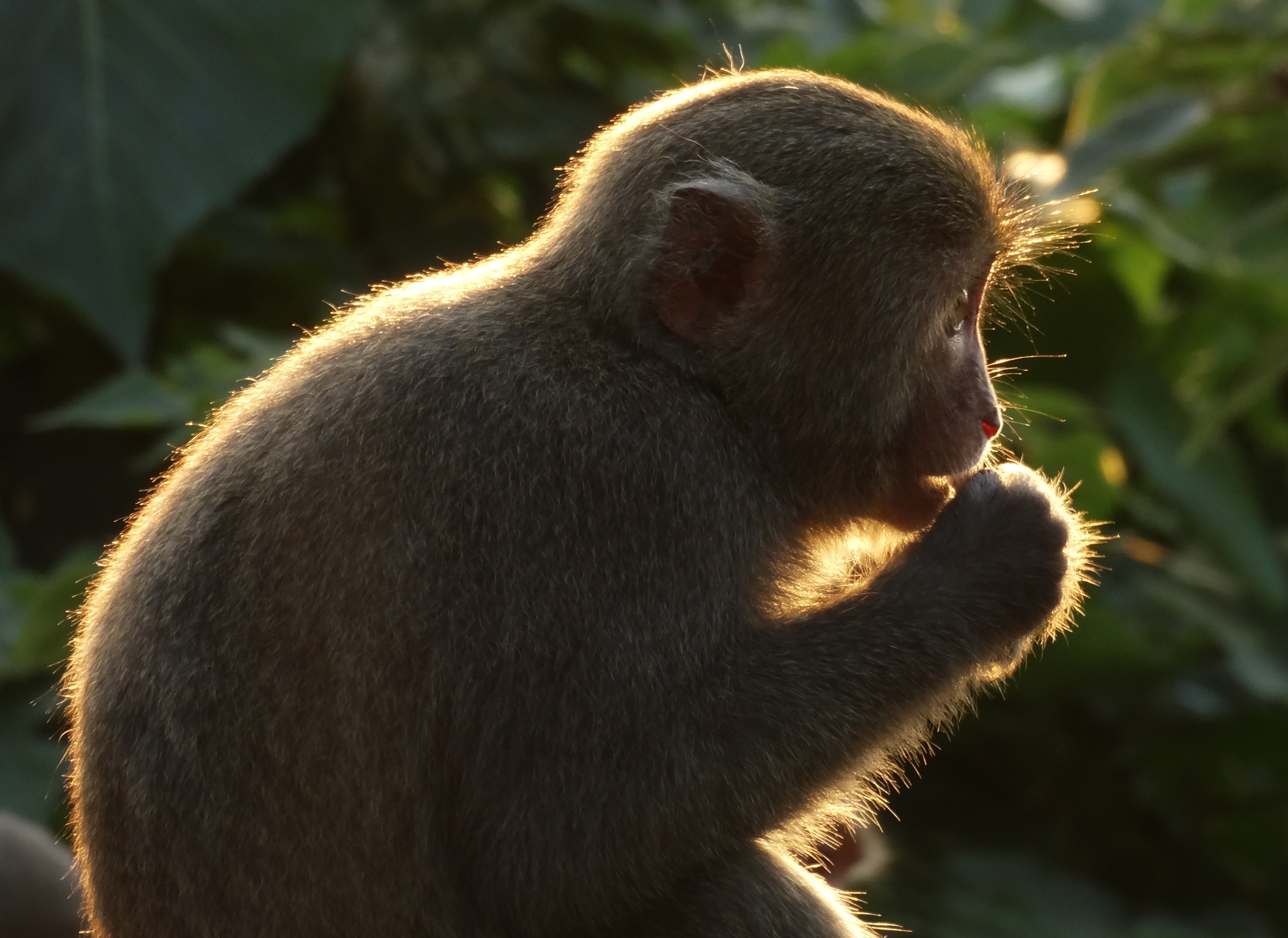 Detail Gambar Monyet Keren Nomer 22