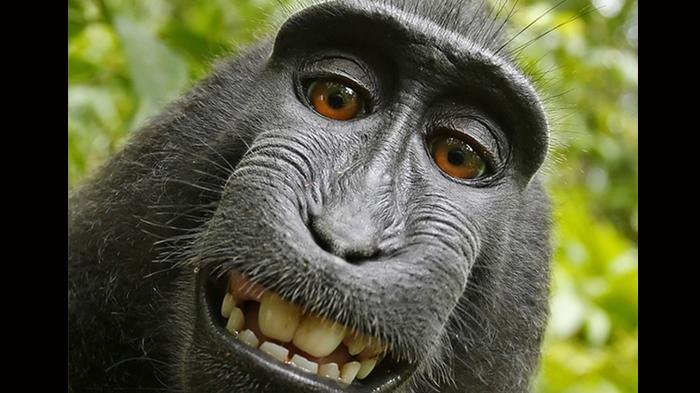 Detail Gambar Monyet Ketawa Nomer 3