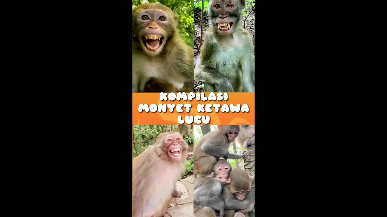 Detail Gambar Monyet Ketawa Nomer 25