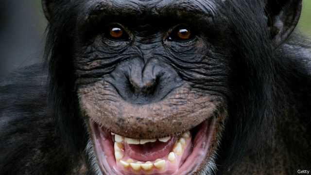 Detail Gambar Monyet Ketawa Nomer 28