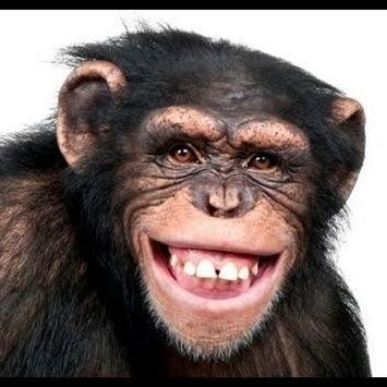 Detail Gambar Monyet Ketawa Nomer 42