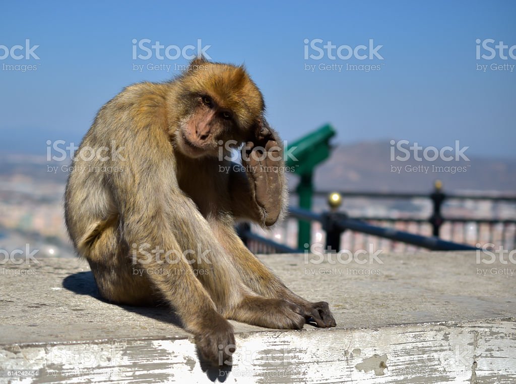 Detail Gambar Monyet Konyol Nomer 35