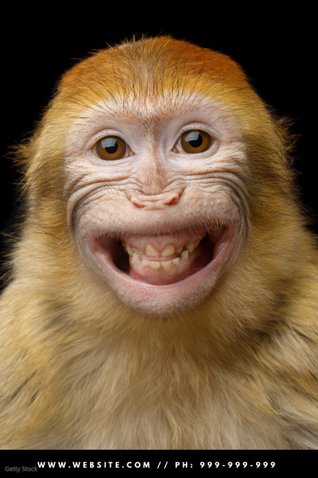 Detail Gambar Monyet Lucu Nomer 2