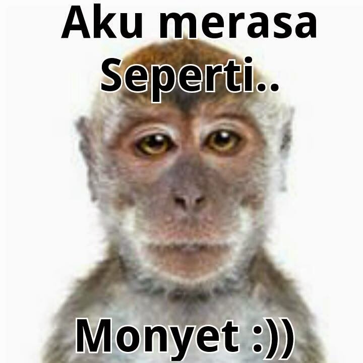 Detail Gambar Monyet Lucu Nomer 18