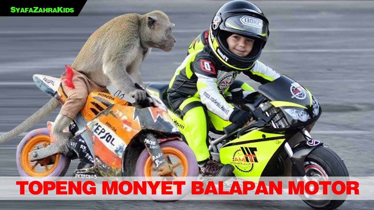 Detail Gambar Monyet Lucu Nomer 21