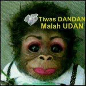 Detail Gambar Monyet Lucu Nomer 28