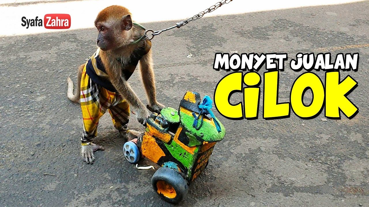 Detail Gambar Monyet Lucu Nomer 31