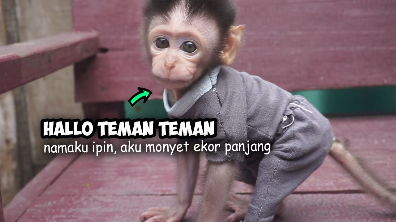 Detail Gambar Monyet Lucu Nomer 55
