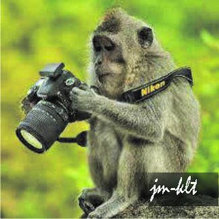 Detail Gambar Monyet Lucu Nomer 8