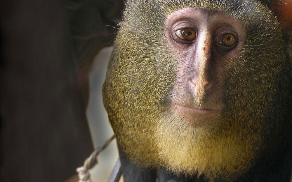 Detail Gambar Monyet Lucu Gokil Nomer 35
