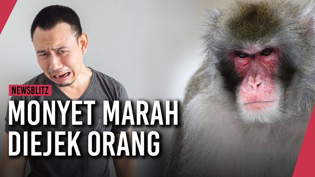Detail Gambar Monyet Lucu Ngejek Nomer 48