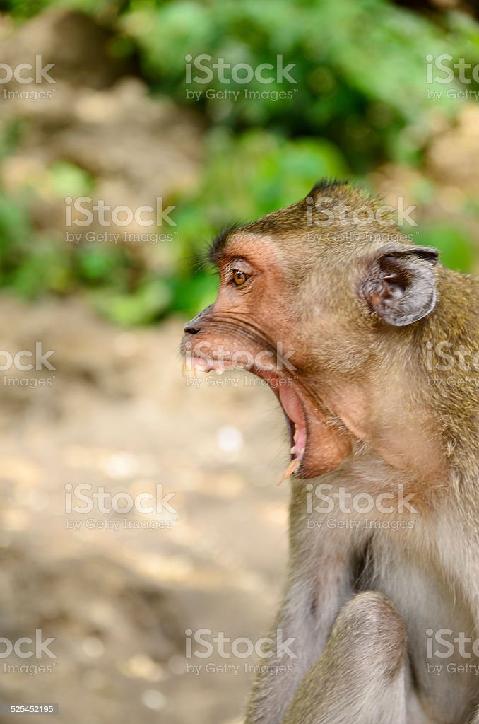 Detail Gambar Monyet Marah Nomer 11