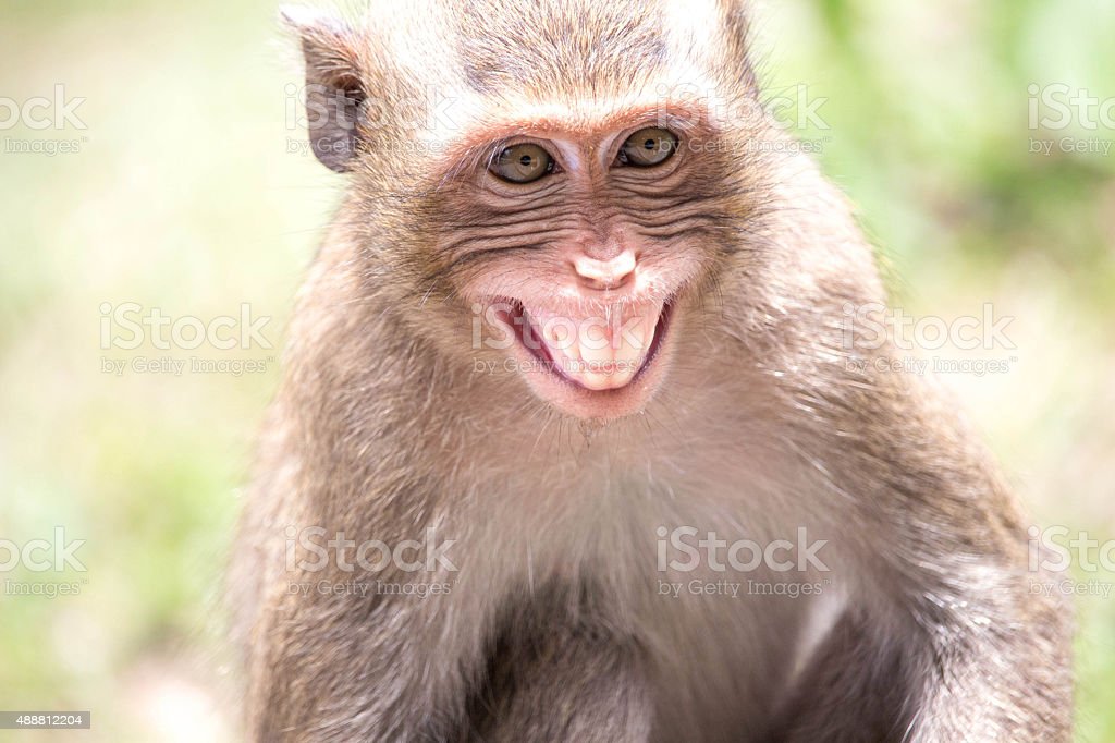 Detail Gambar Monyet Marah Nomer 12