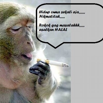 Detail Gambar Monyet Merokok Nomer 32