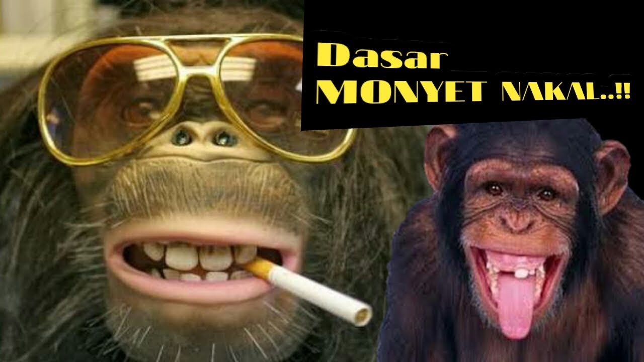 Detail Gambar Monyet Merokok Nomer 36
