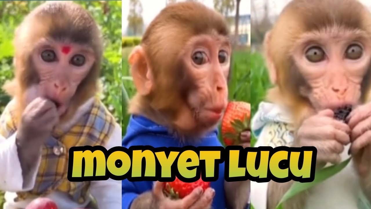 Detail Gambar Monyet Monyet Lucu Nomer 20