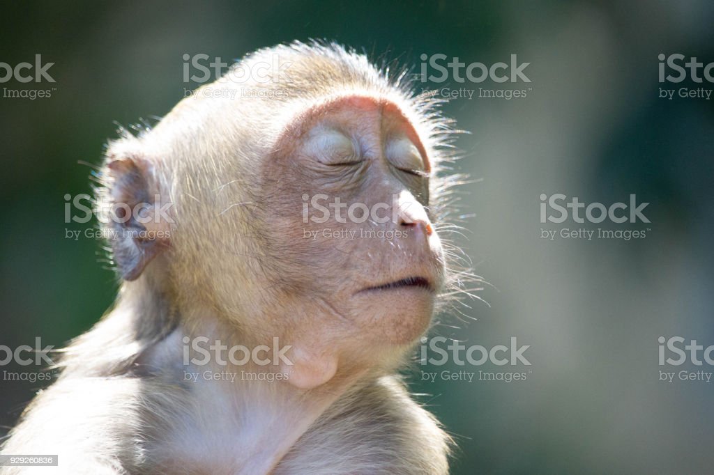 Detail Gambar Monyet Monyet Lucu Nomer 30