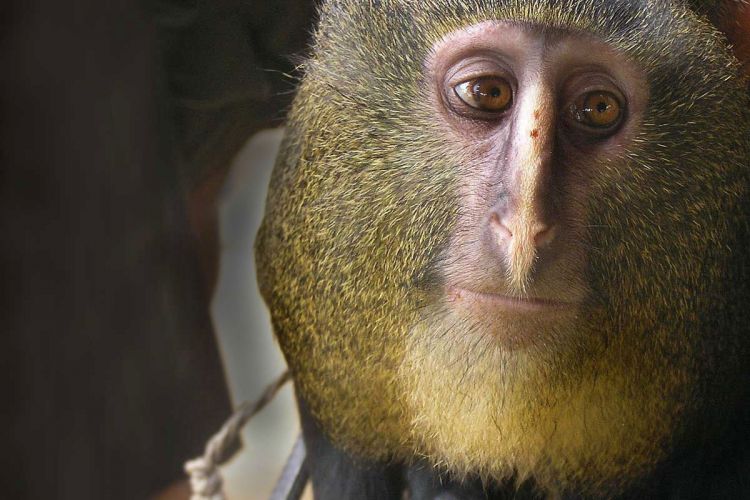 Detail Gambar Monyet Monyet Lucu Nomer 35