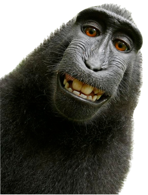Detail Gambar Monyet Png Nomer 43