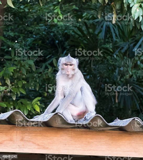 Detail Gambar Monyet Putih Nomer 18