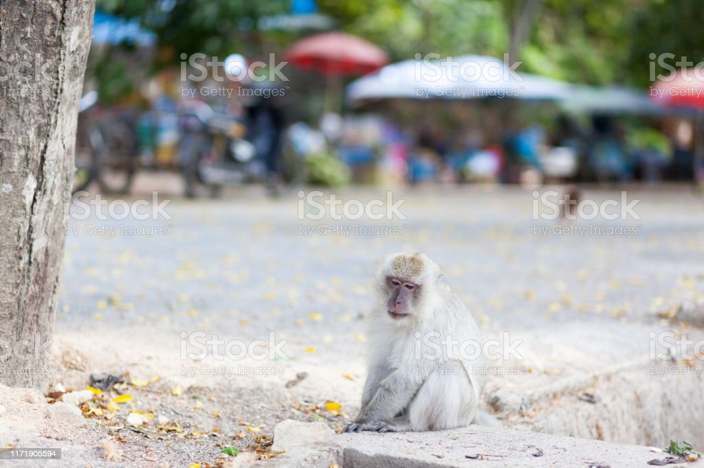Detail Gambar Monyet Putih Nomer 20