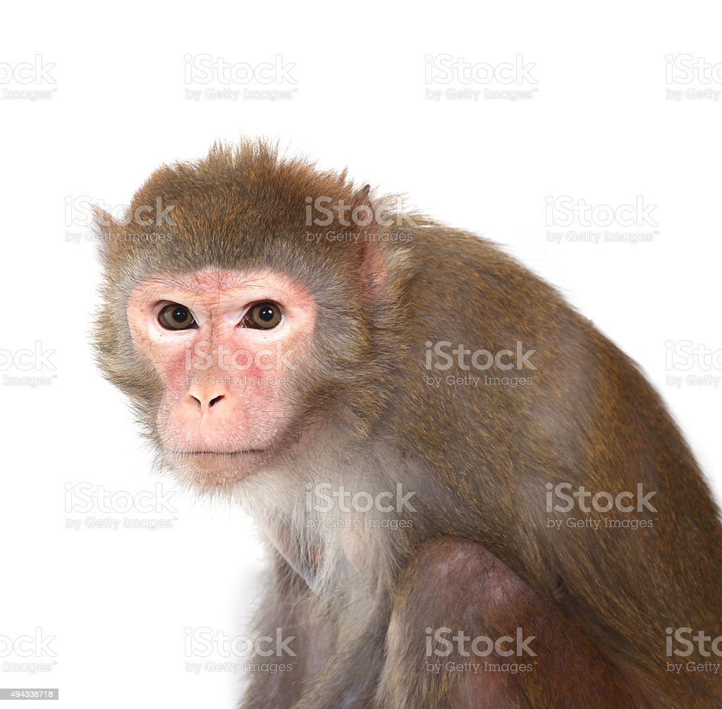 Detail Gambar Monyet Putih Nomer 46