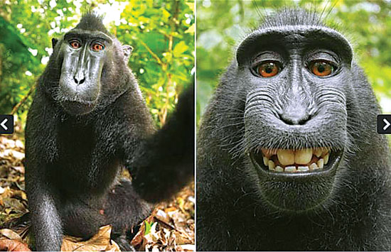 Gambar Monyet Rabies - KibrisPDR