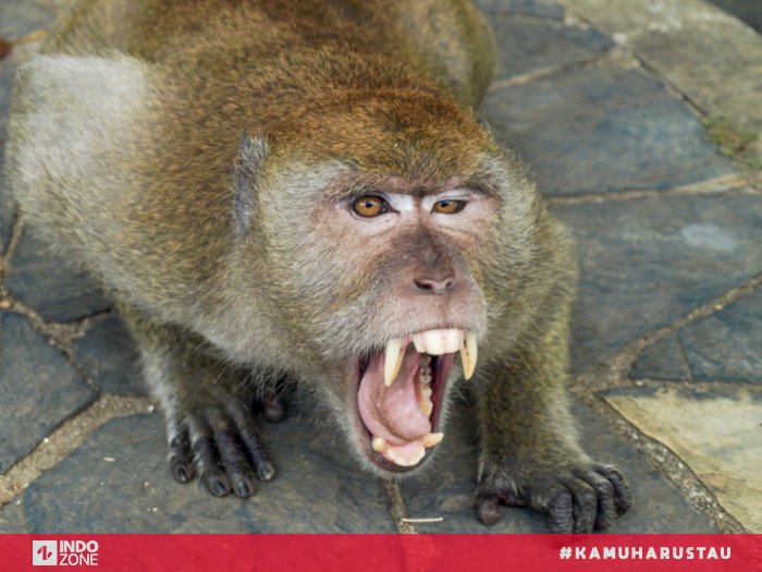 Detail Gambar Monyet Rabies Nomer 2