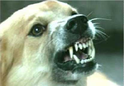 Detail Gambar Monyet Rabies Nomer 10