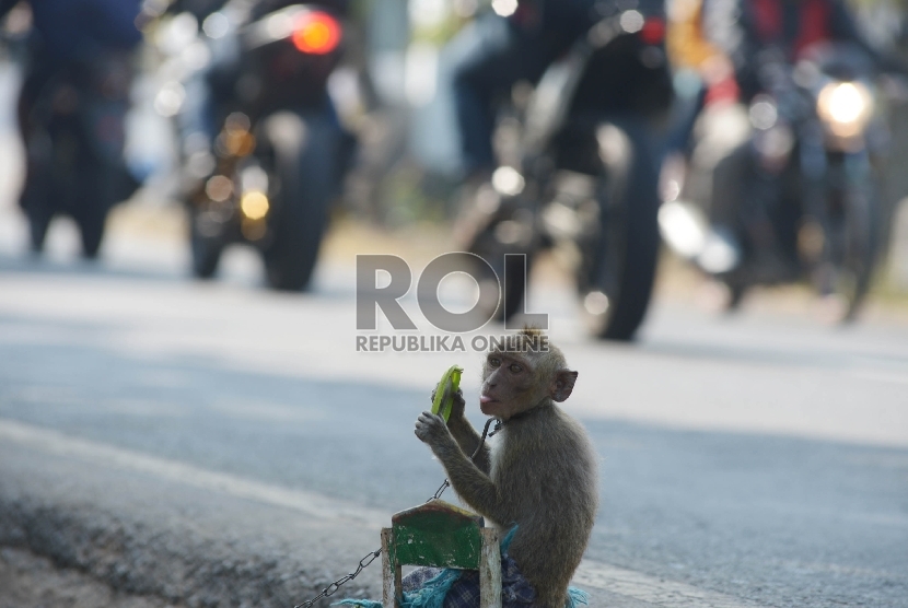 Detail Gambar Monyet Rabies Nomer 12