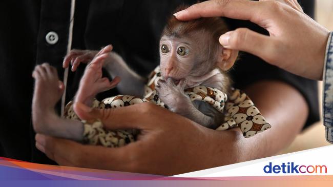 Detail Gambar Monyet Rabies Nomer 13