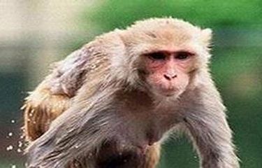 Detail Gambar Monyet Rabies Nomer 14