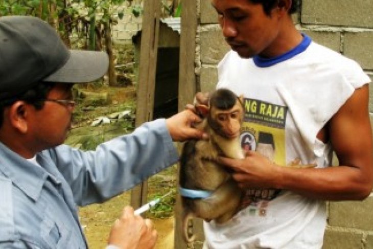 Detail Gambar Monyet Rabies Nomer 23