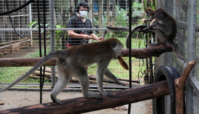 Detail Gambar Monyet Rabies Nomer 27
