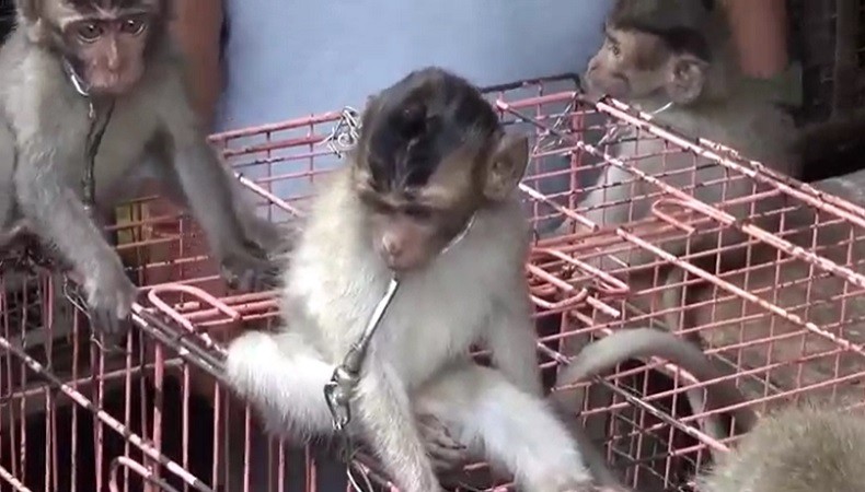 Detail Gambar Monyet Rabies Nomer 31