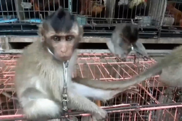 Detail Gambar Monyet Rabies Nomer 35