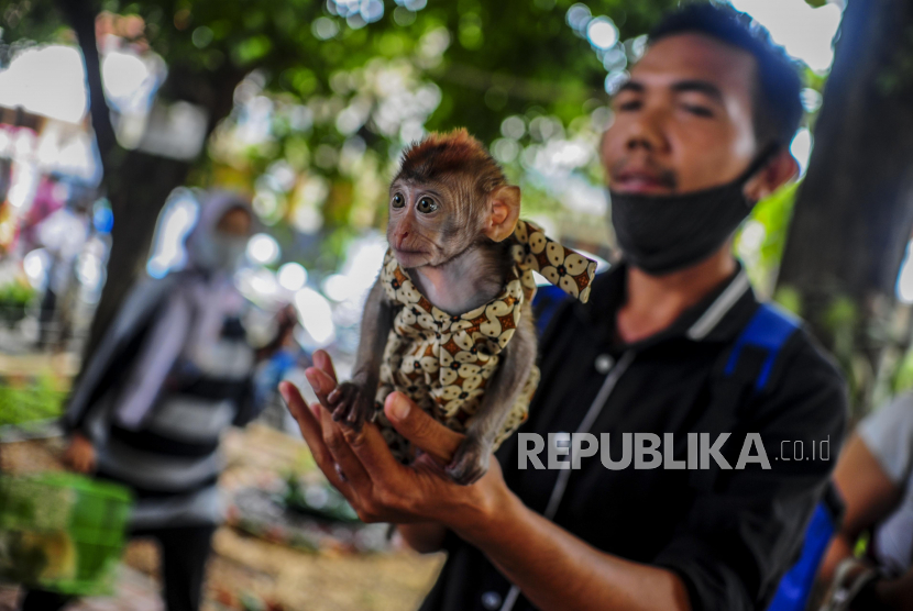 Detail Gambar Monyet Rabies Nomer 36