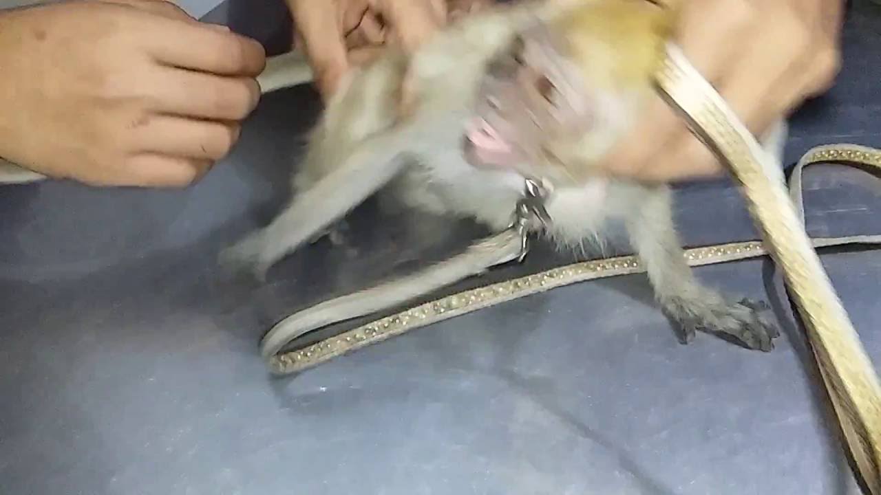 Detail Gambar Monyet Rabies Nomer 38